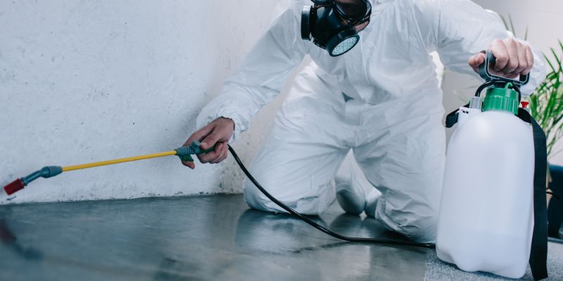 Como é Feita a Dedetização de Baratas em Taubaté: Conheça 6 Métodos Como é feita a dedetização de baratas em Taubaté